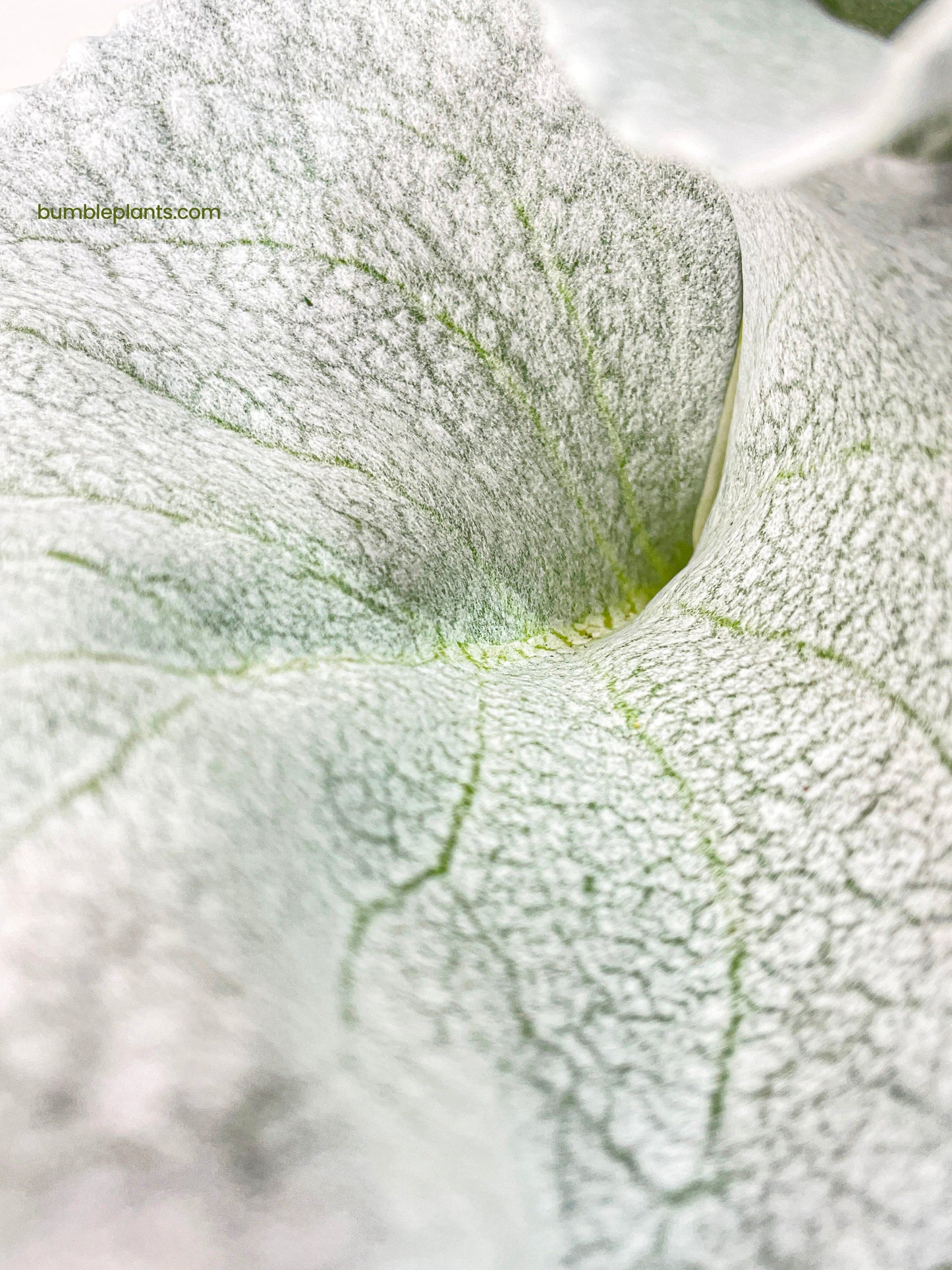 Senecio White Fairy Dust Angel Wing Candicans by Bumble Plants