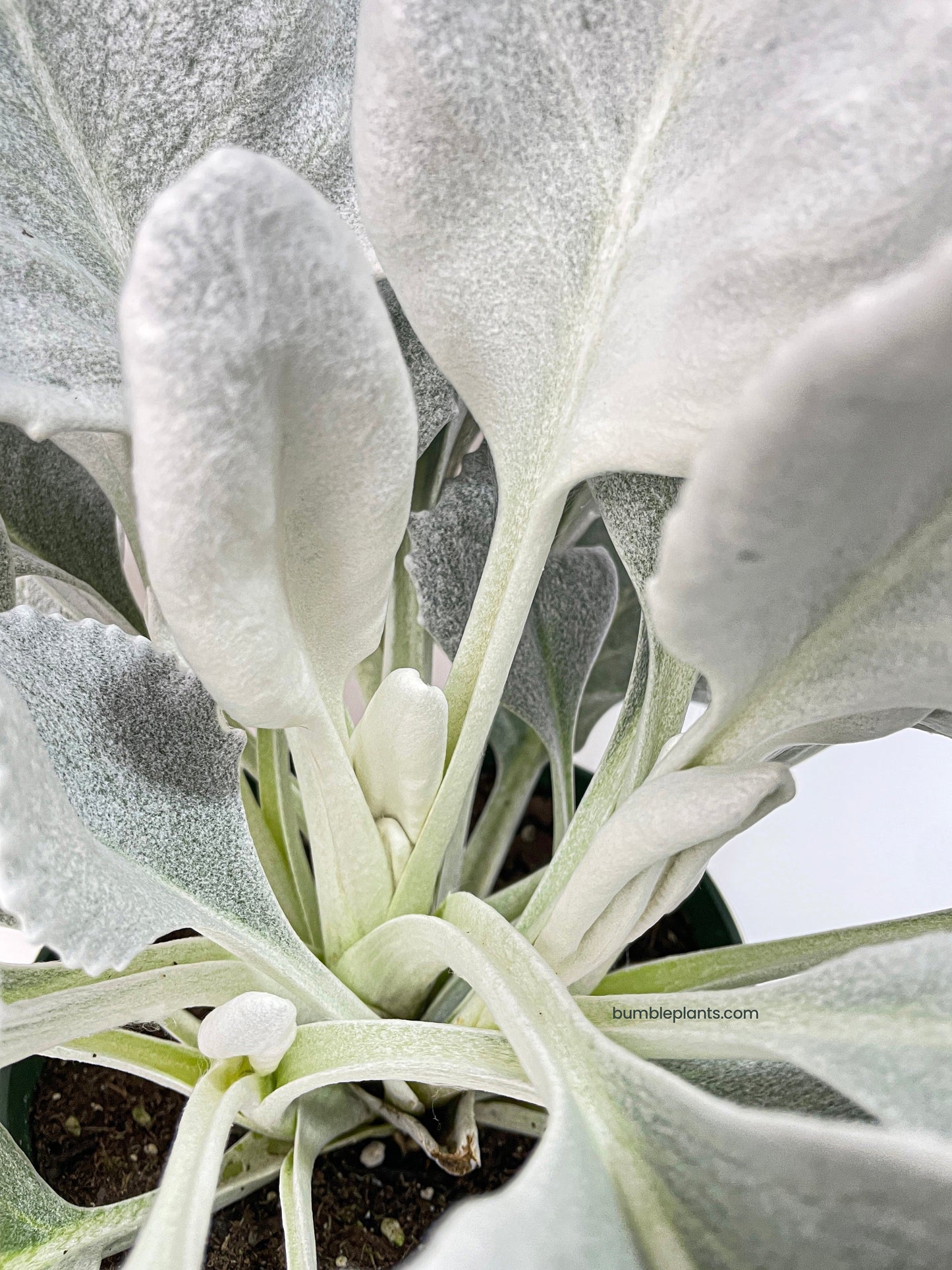 Senecio White Fairy Dust Angel Wing Candicans by Bumble Plants