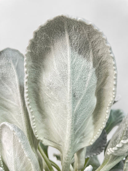 Senecio White Fairy Dust Angel Wing Candicans by Bumble Plants