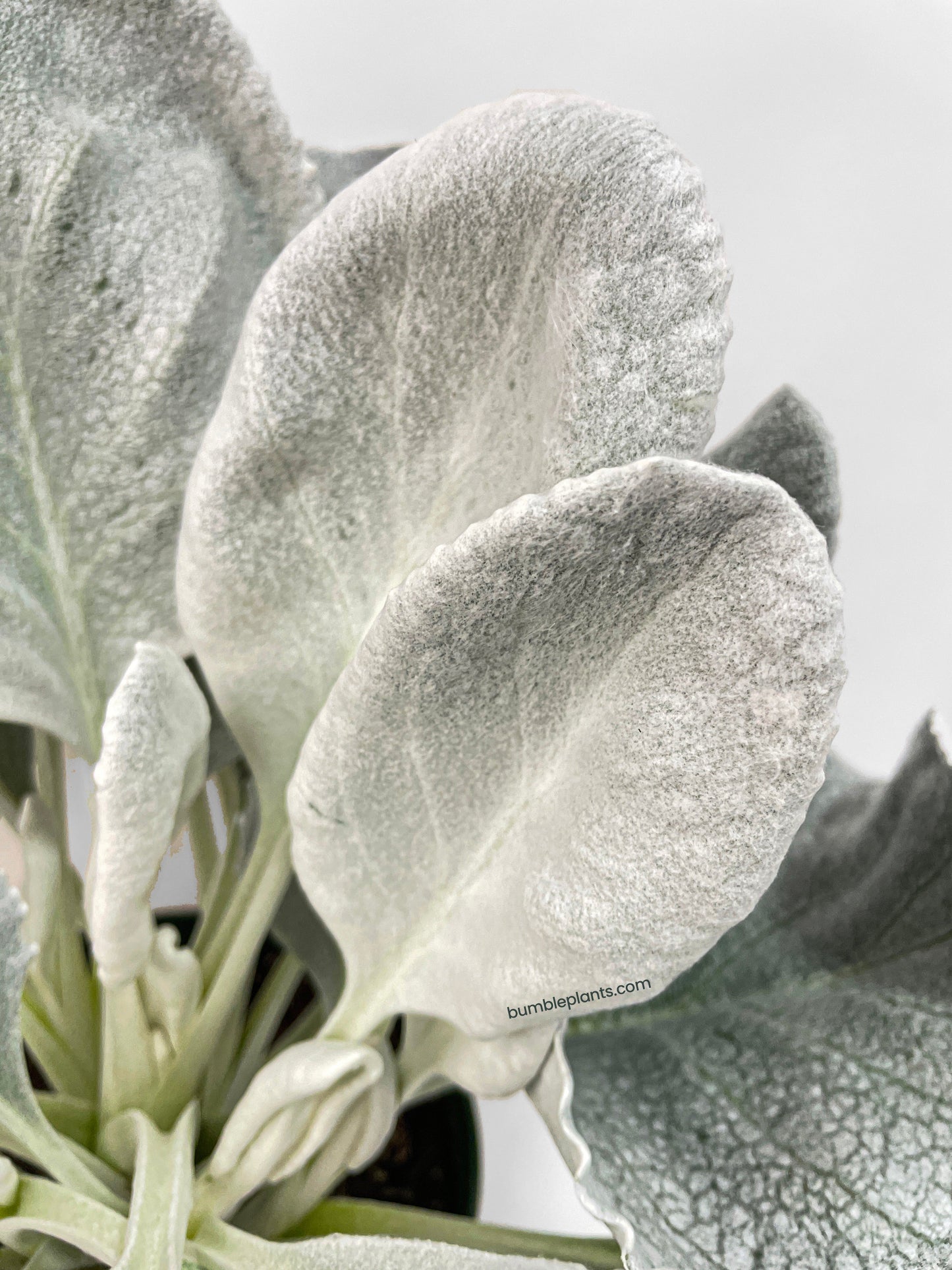 Senecio White Fairy Dust Angel Wing Candicans by Bumble Plants