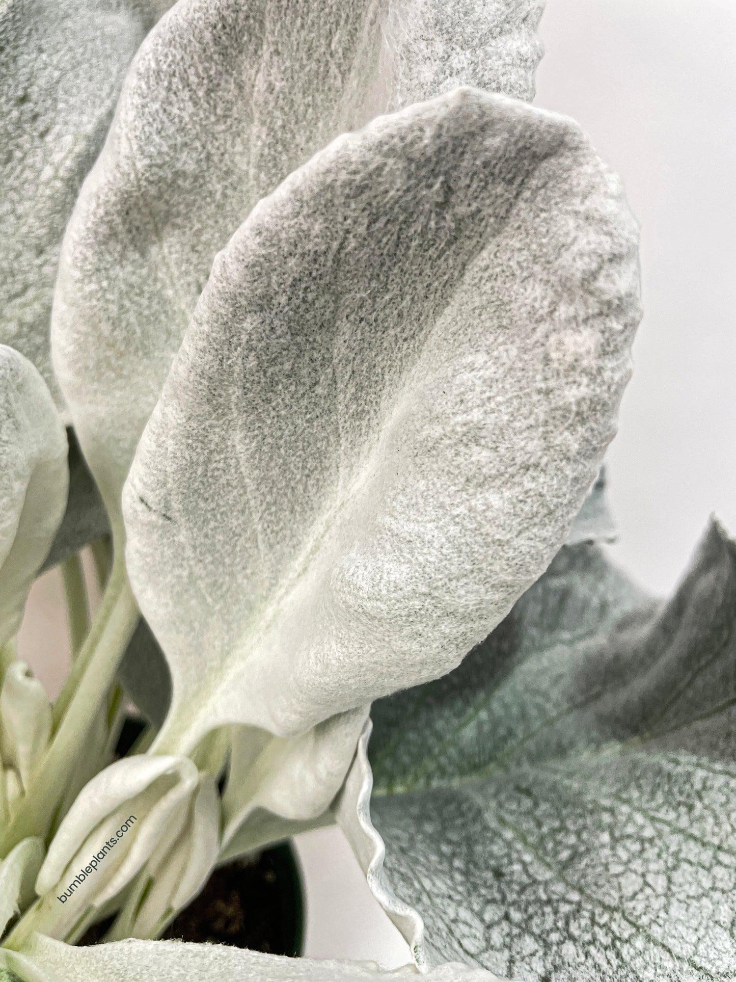 Senecio White Fairy Dust Angel Wing Candicans by Bumble Plants