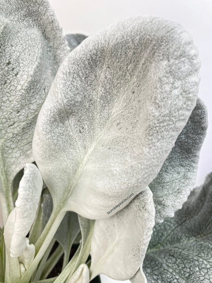 Senecio White Fairy Dust Angel Wing Candicans by Bumble Plants