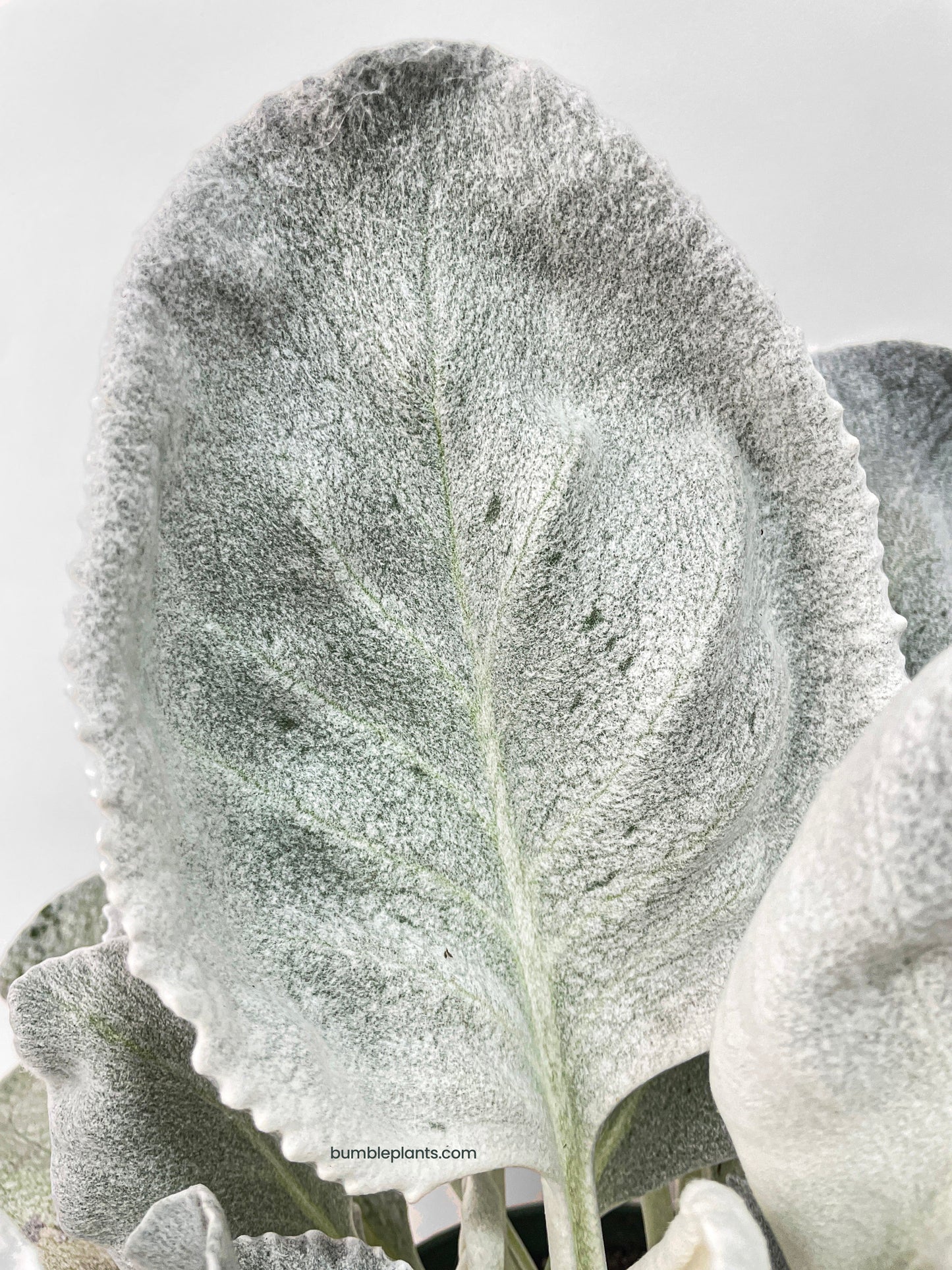 Senecio White Fairy Dust Angel Wing Candicans by Bumble Plants