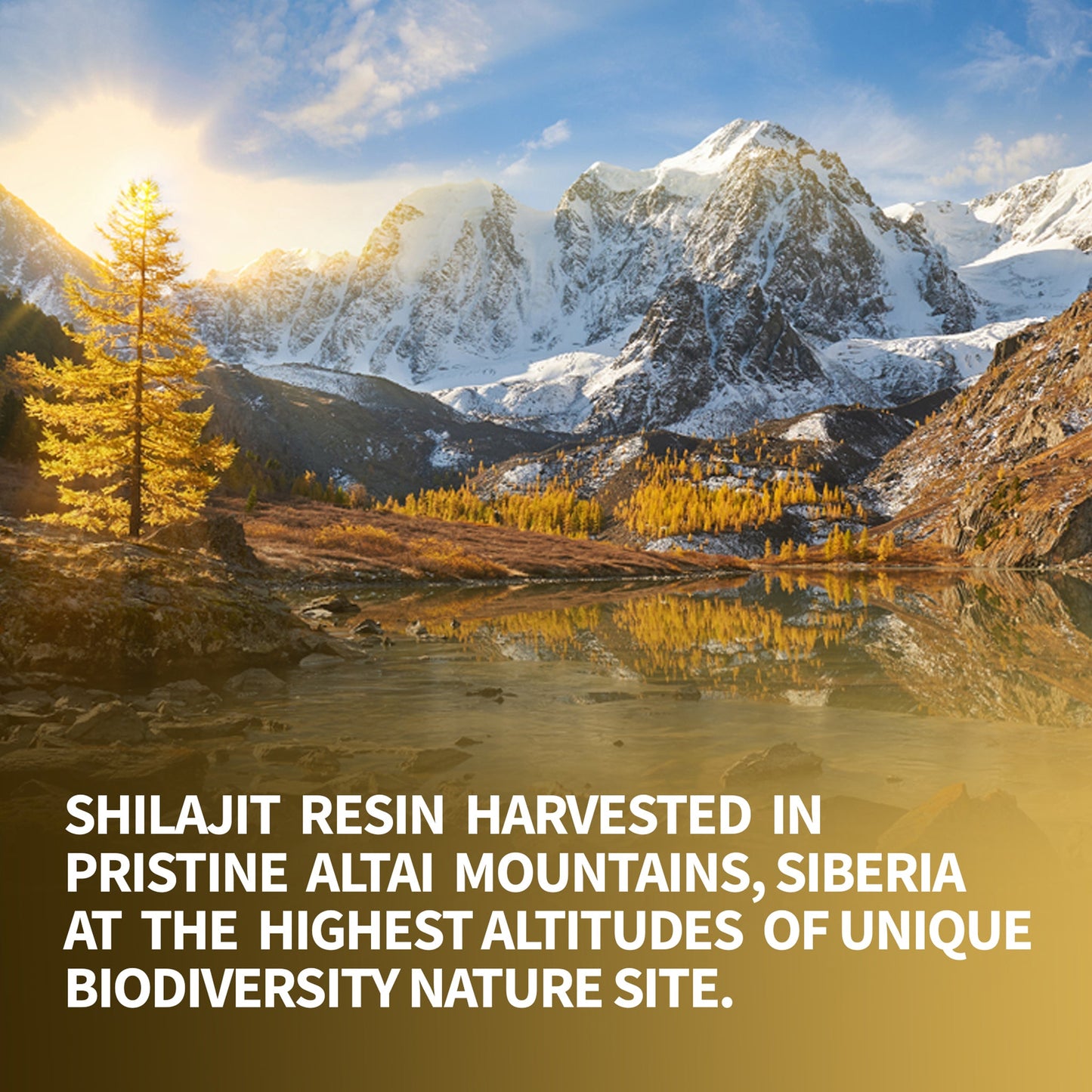 Shilajit 120 Dry Drops: Altai Golden Mountains Shilajit by Siberian Green