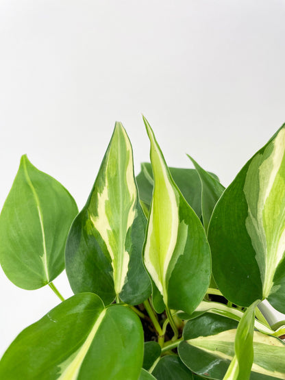 Philodendron Hederaceum Silver Stripe by Bumble Plants