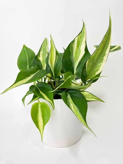 Philodendron Hederaceum Silver Stripe by Bumble Plants