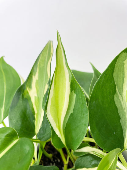 Philodendron Hederaceum Silver Stripe by Bumble Plants