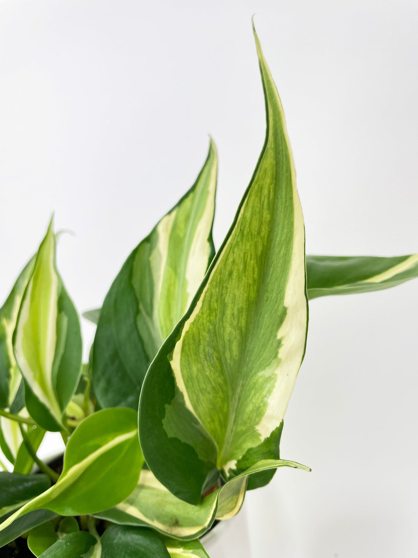 Philodendron Hederaceum Silver Stripe by Bumble Plants