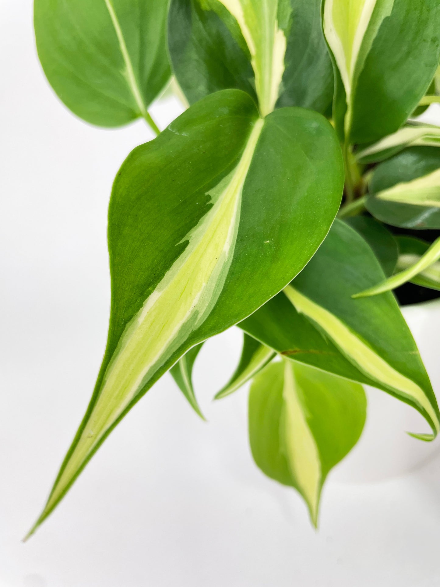 Philodendron Hederaceum Silver Stripe by Bumble Plants