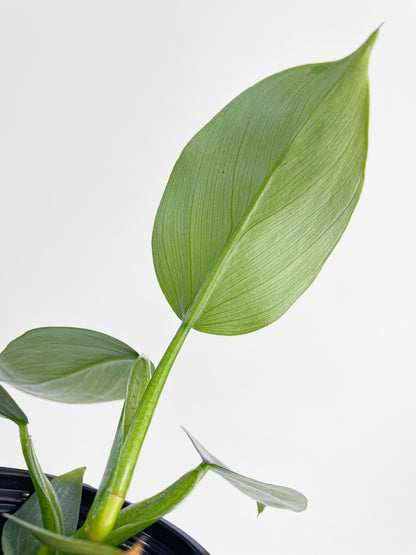 Philodendron Silver Sword 'Philodendron Hastatum' by Bumble Plants