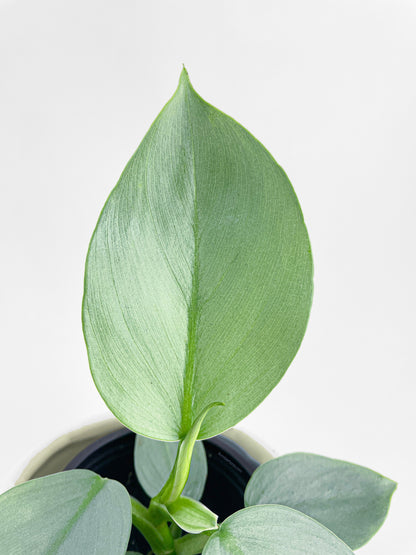 Philodendron Silver Sword 'Philodendron Hastatum' by Bumble Plants