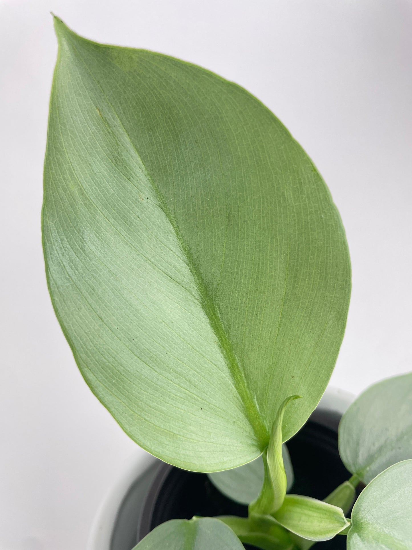 Philodendron Silver Sword 'Philodendron Hastatum' by Bumble Plants