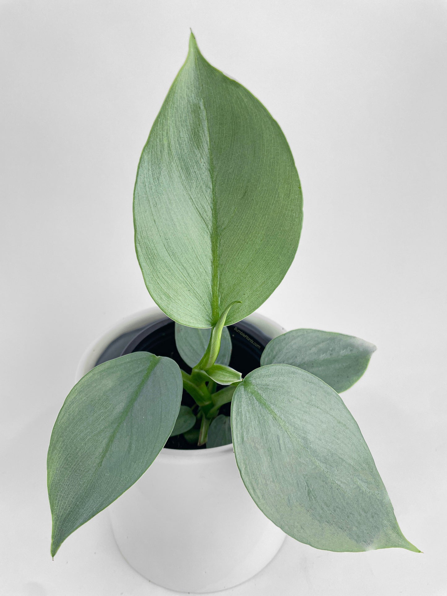 Philodendron Silver Sword 'Philodendron Hastatum' by Bumble Plants