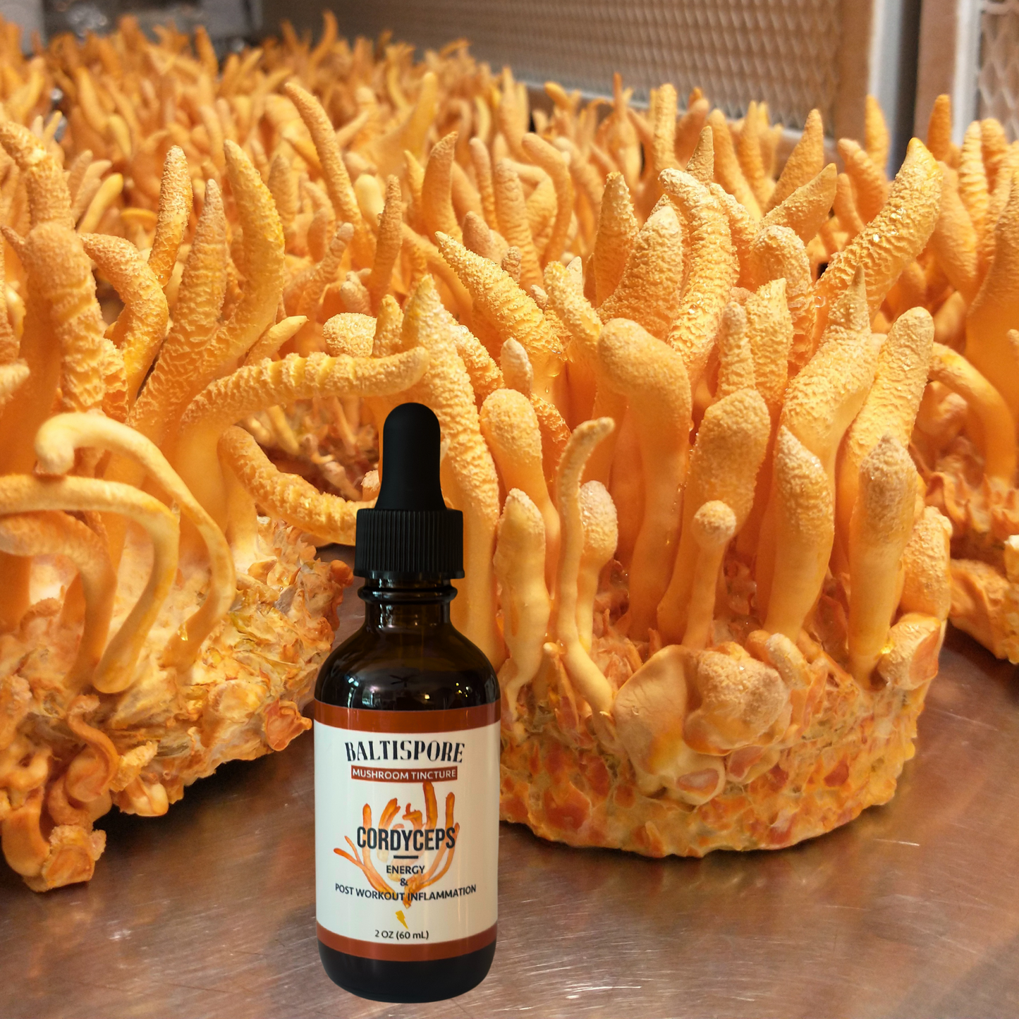 Cordyceps Mushroom Tincture