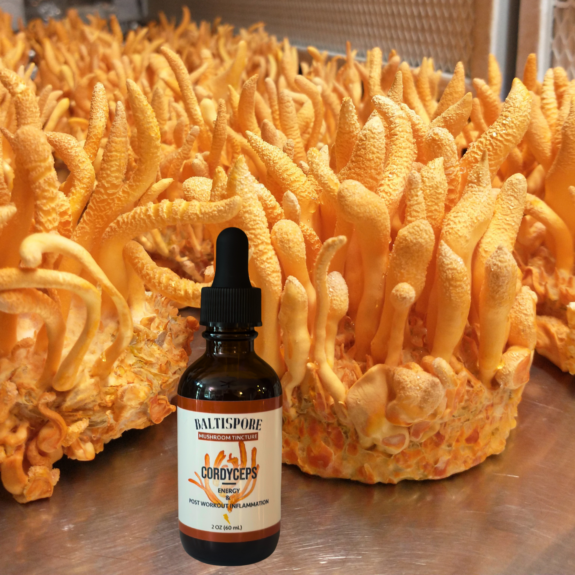 Cordyceps Mushroom Tincture
