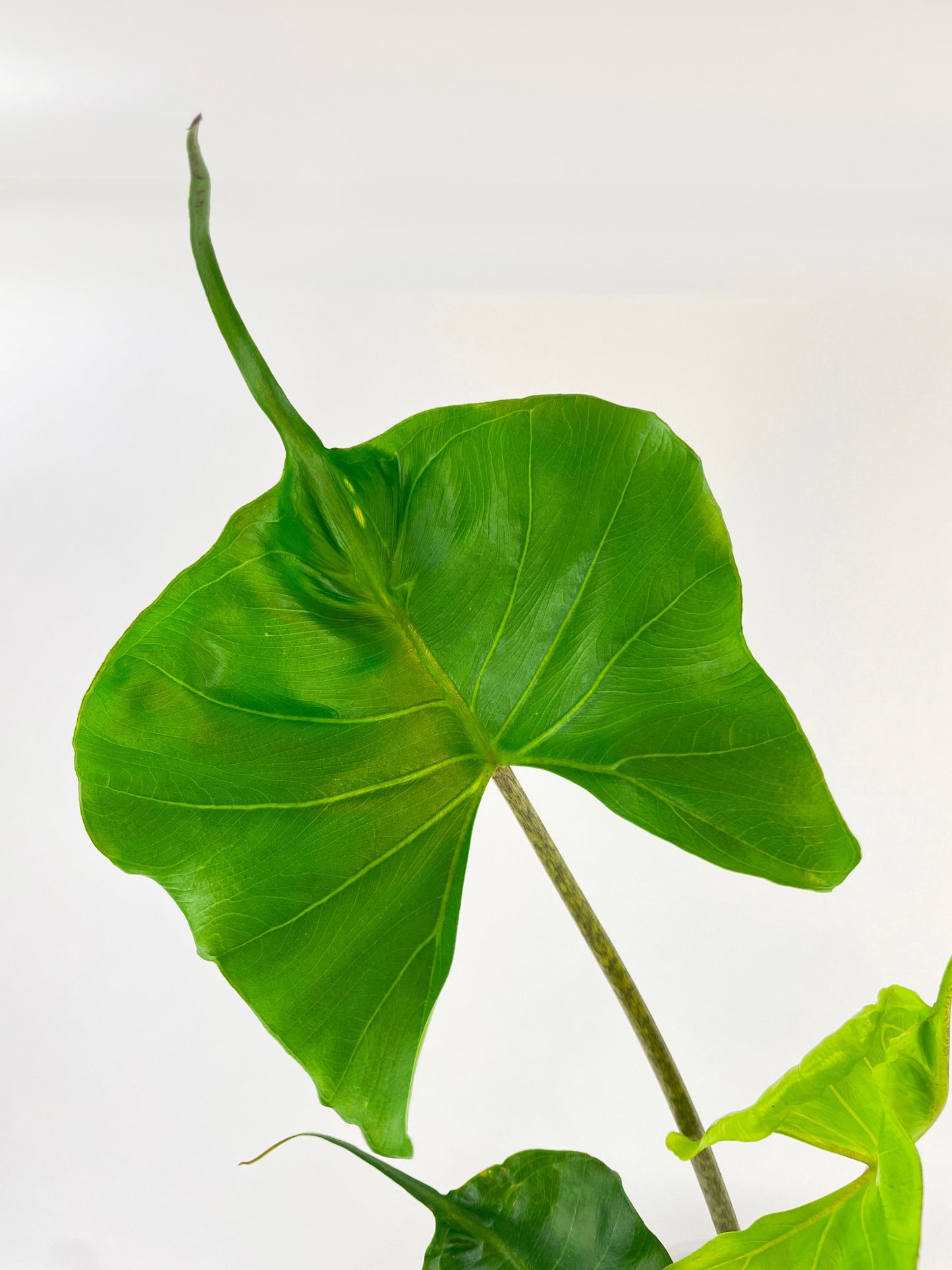 Alocasia ‘Stingray’ Macrorrhiza by Bumble Plants