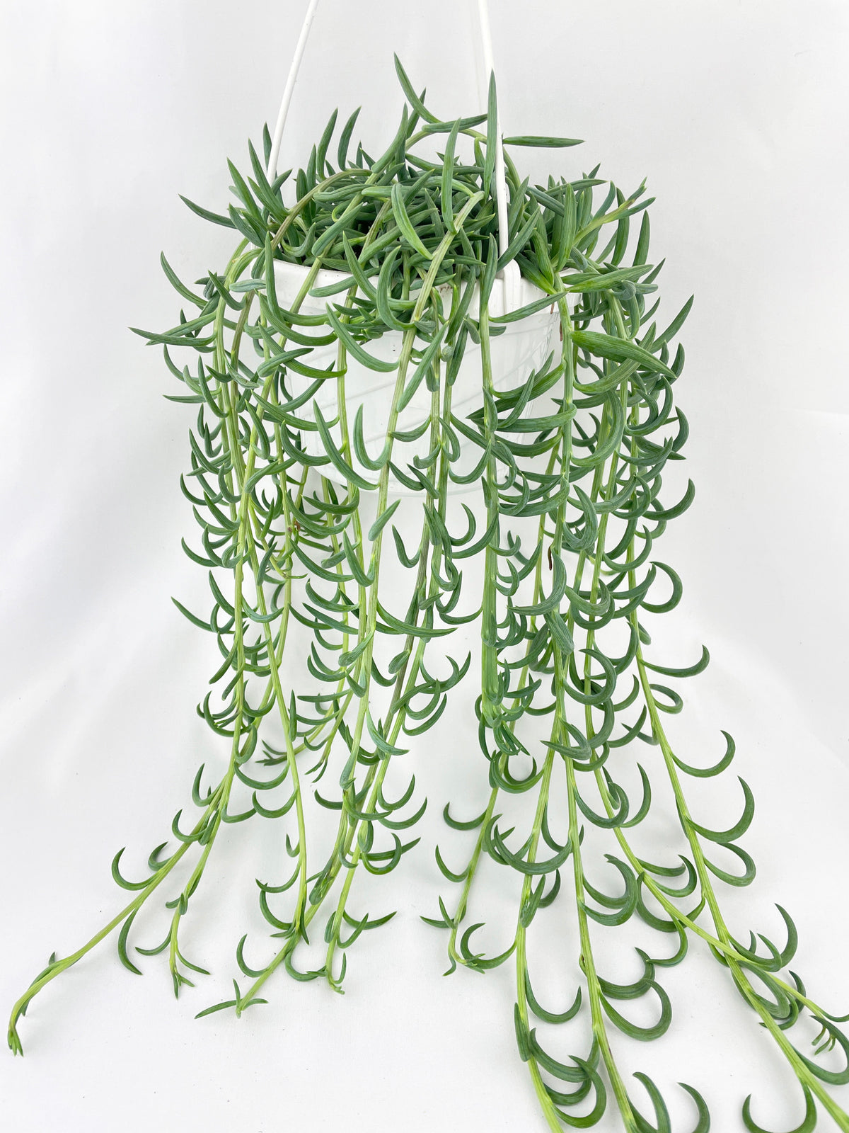 String of Fish Hooks by Bumble Plants