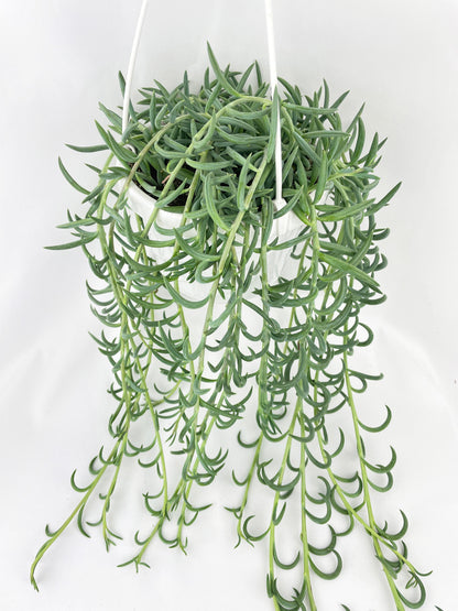 String of Fish Hooks by Bumble Plants