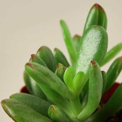 Succulent Crassula 'Jade'