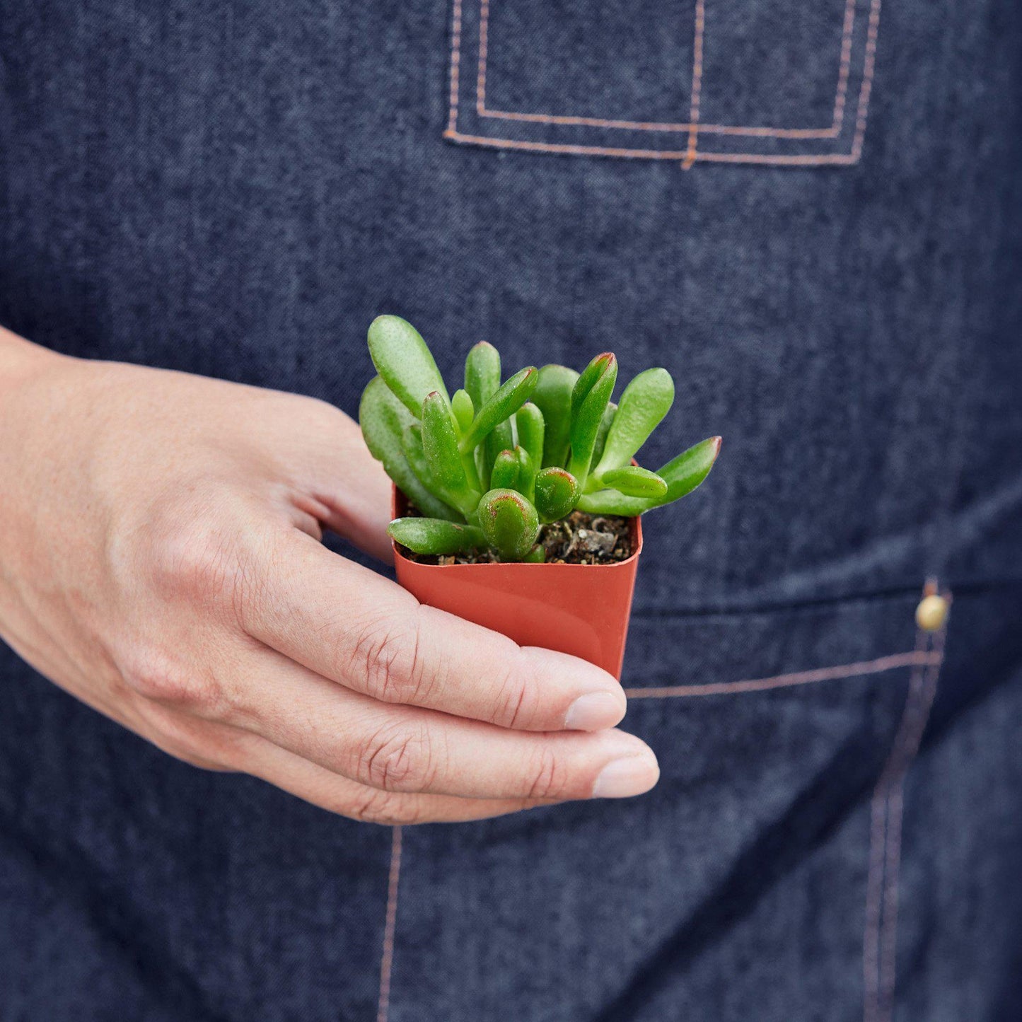 Succulent Crassula 'Jade'