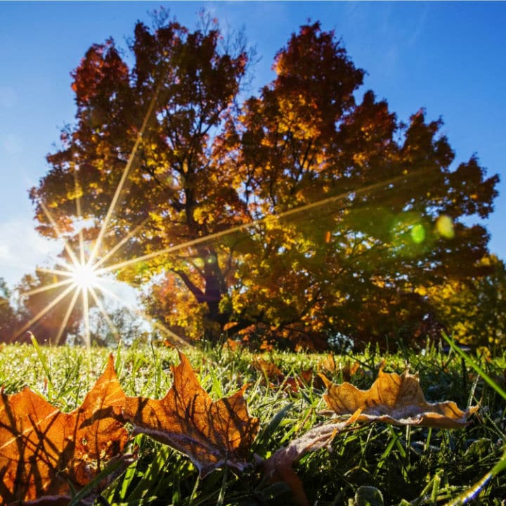 Sugar Maple Trees | Shade Tree by Growing Home Farms