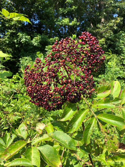 1 Pound Organic Dried Elderberries