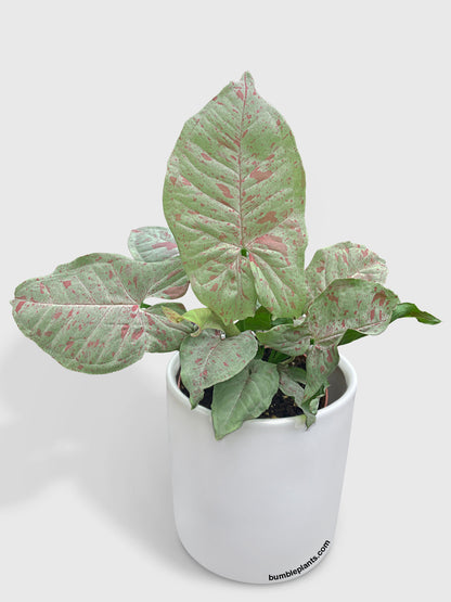 Syngonium Podophyllum 'Confetti' Pink Dots by Bumble Plants