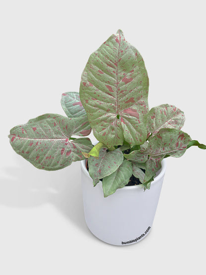 Syngonium Podophyllum 'Confetti' Pink Dots by Bumble Plants