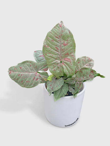 Syngonium Podophyllum 'Confetti' Pink Dots by Bumble Plants