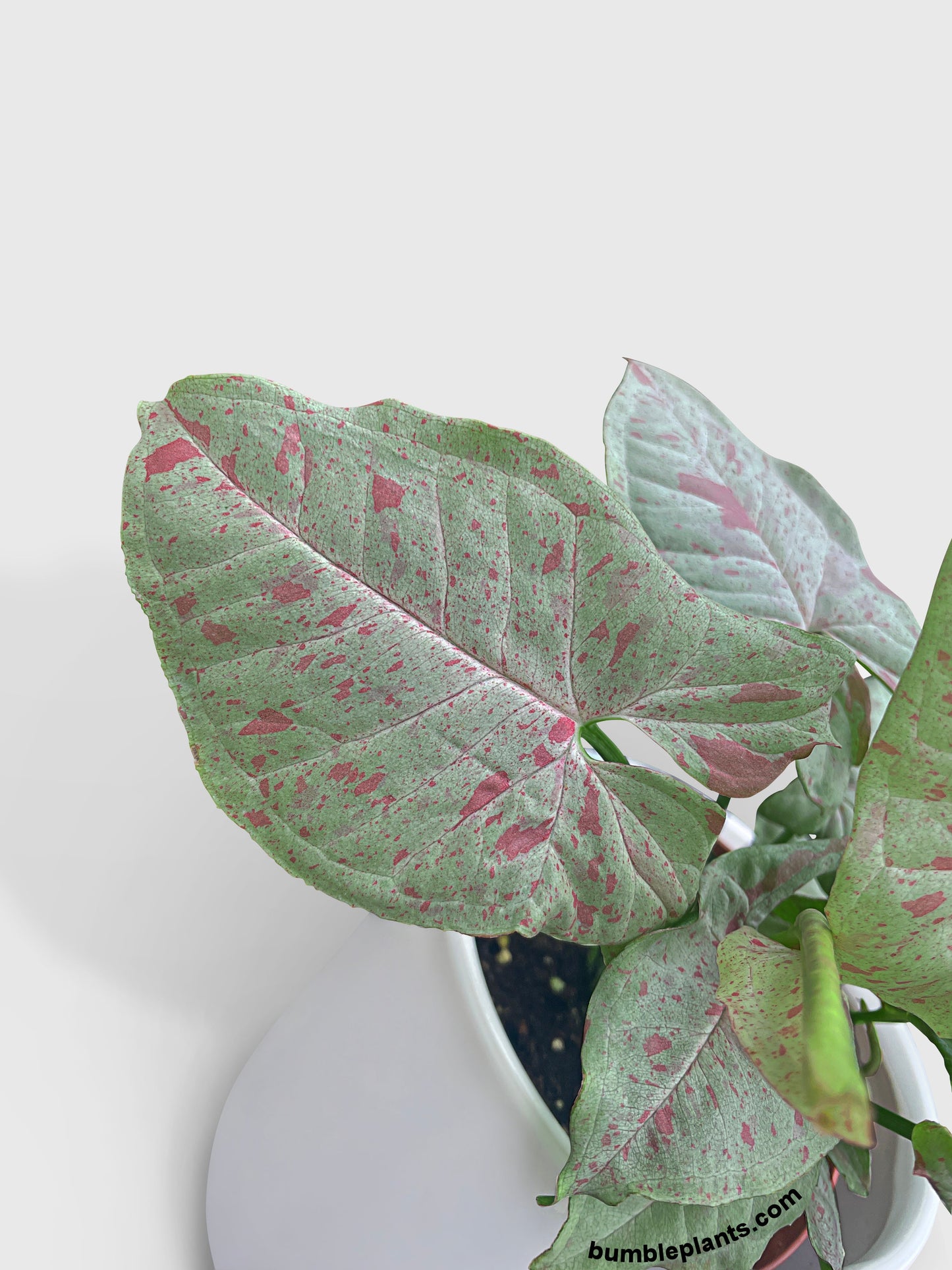 Syngonium Podophyllum 'Confetti' Pink Dots by Bumble Plants