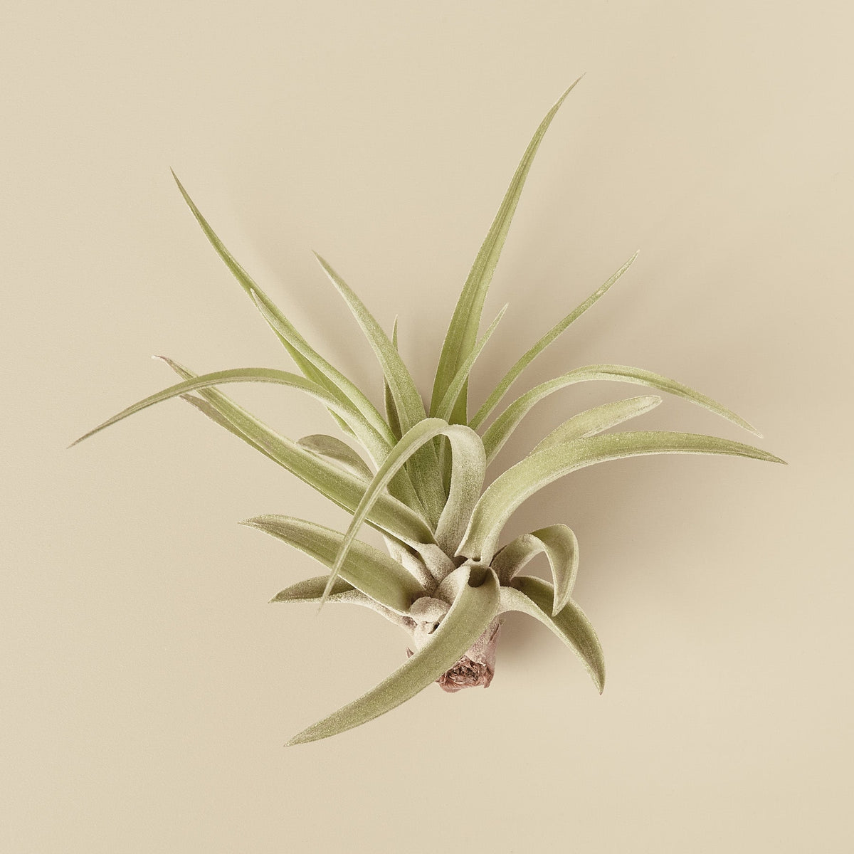 10pk Veluntina Air Plants