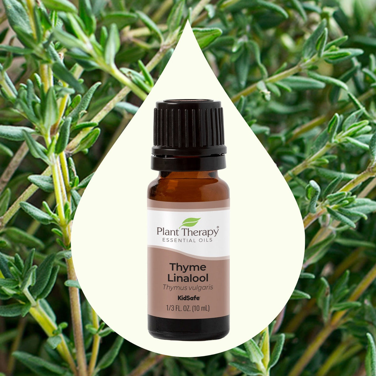 Thyme Linalool Essential Oil