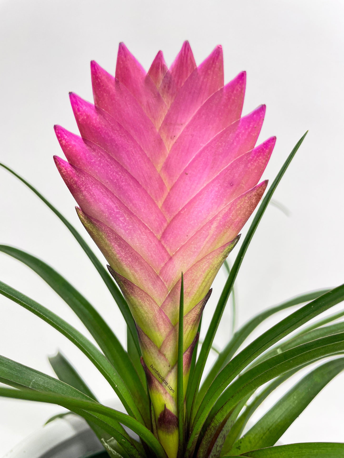 Tillandsia Cyanea 'Pink Quill' Bromeliad by Bumble Plants