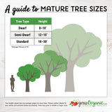 Dwarf Fuji Apple Tree