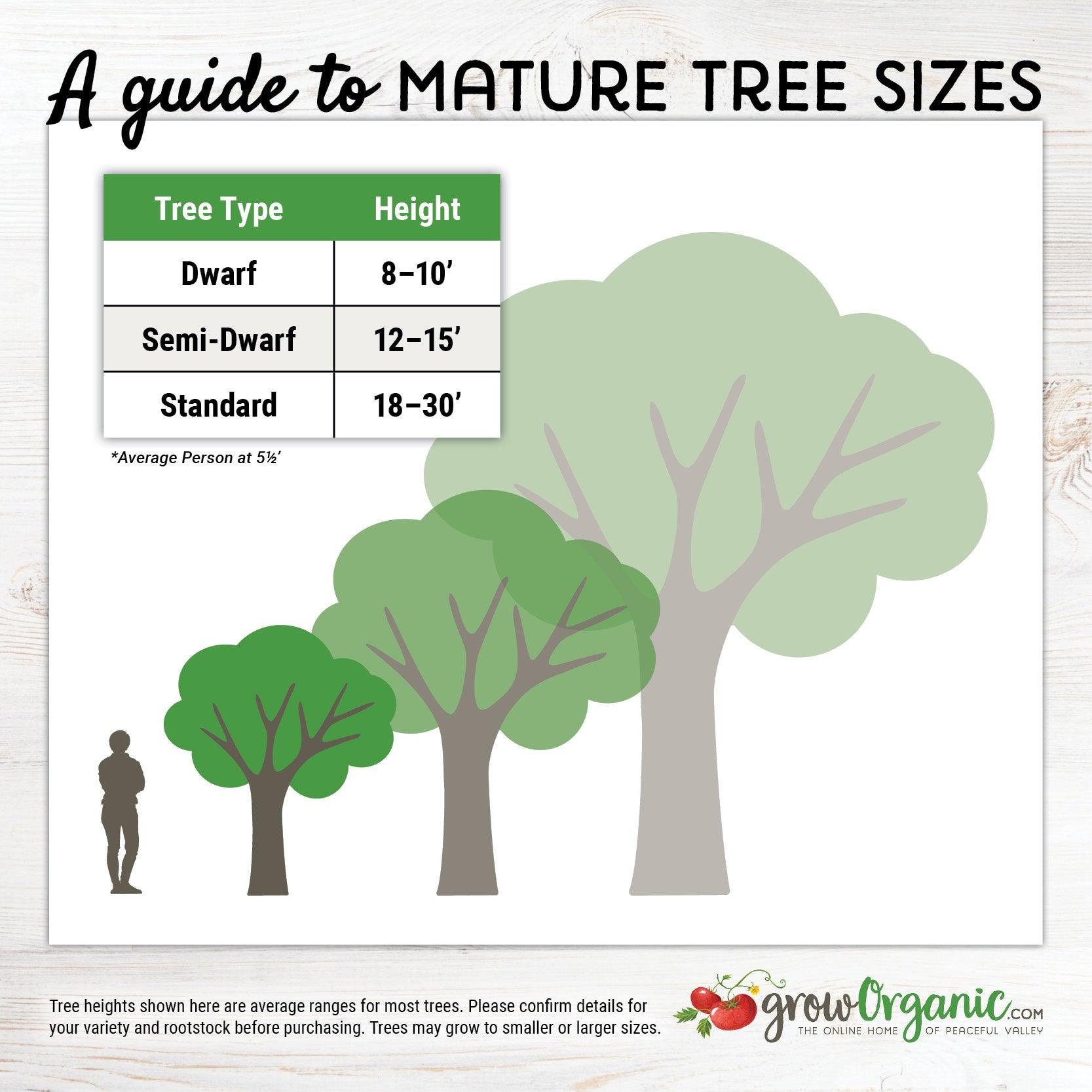 Dwarf Fuji Apple Tree