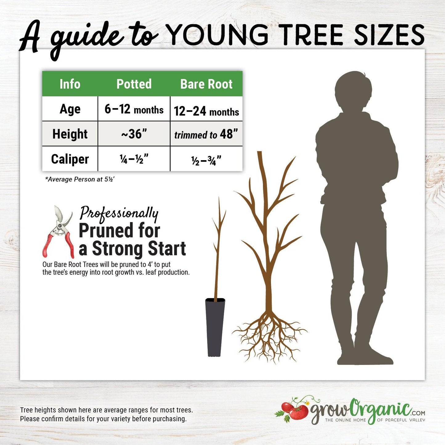 Bing Cherry Tree