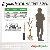 Bing Cherry Tree