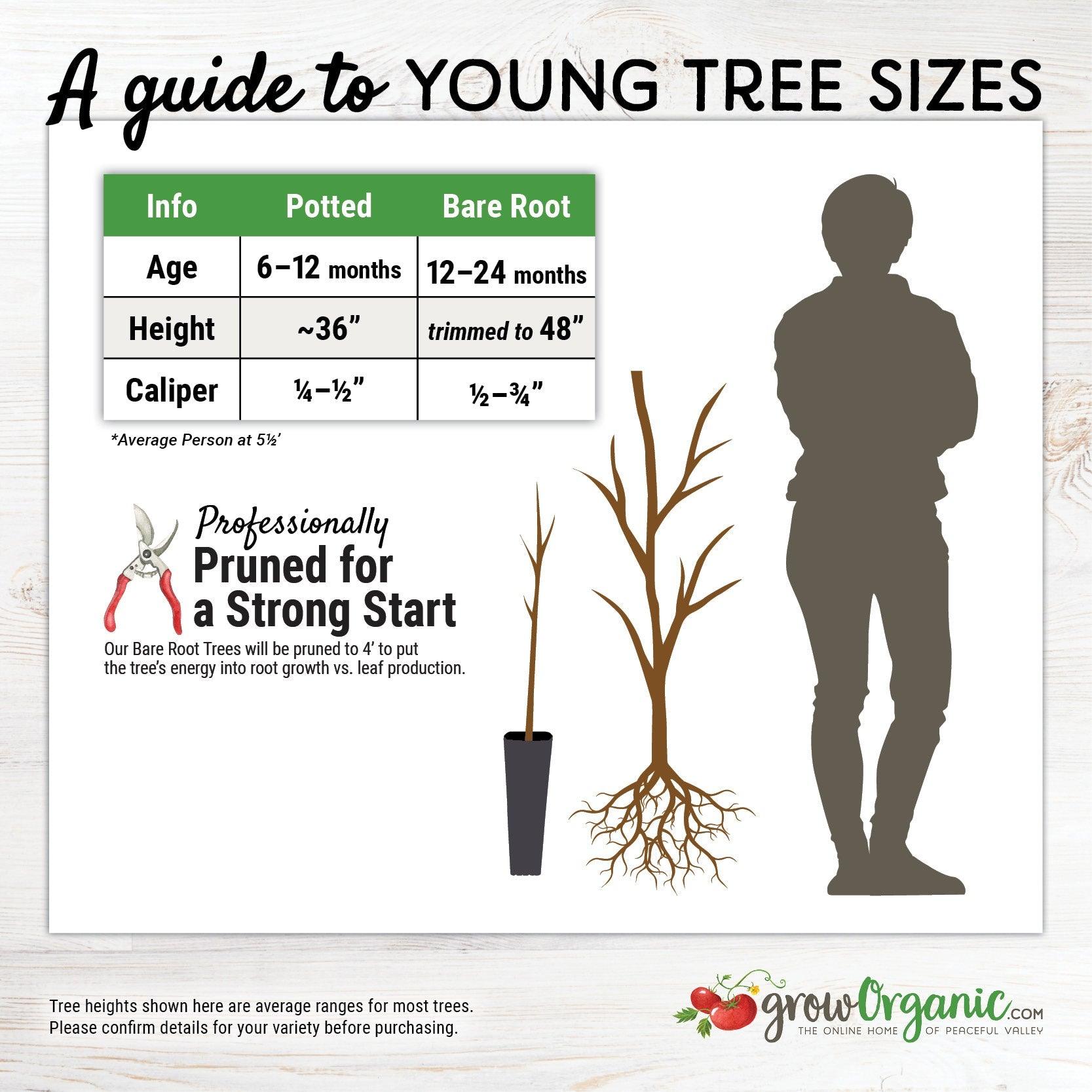 Bing Cherry Tree