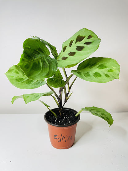 Variegated Maranta Leuconeura Kerchoveana by Bumble Plants