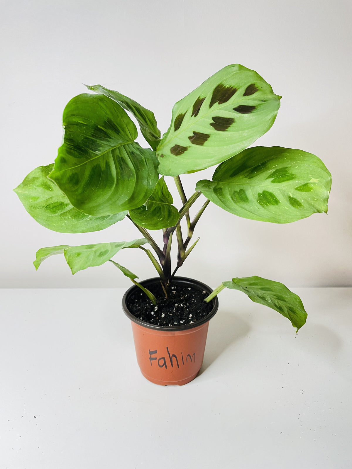 Variegated Maranta Leuconeura Kerchoveana by Bumble Plants