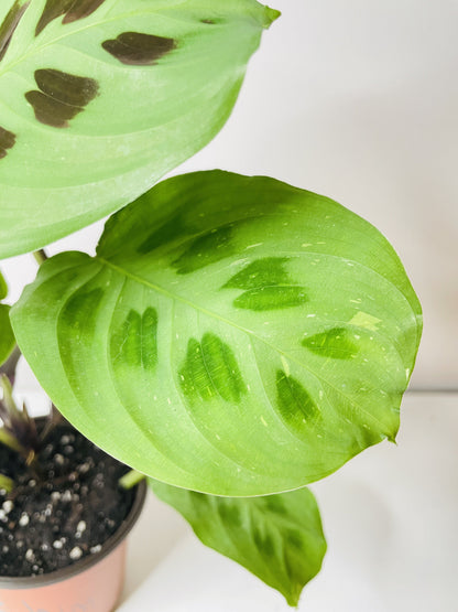 Variegated Maranta Leuconeura Kerchoveana by Bumble Plants