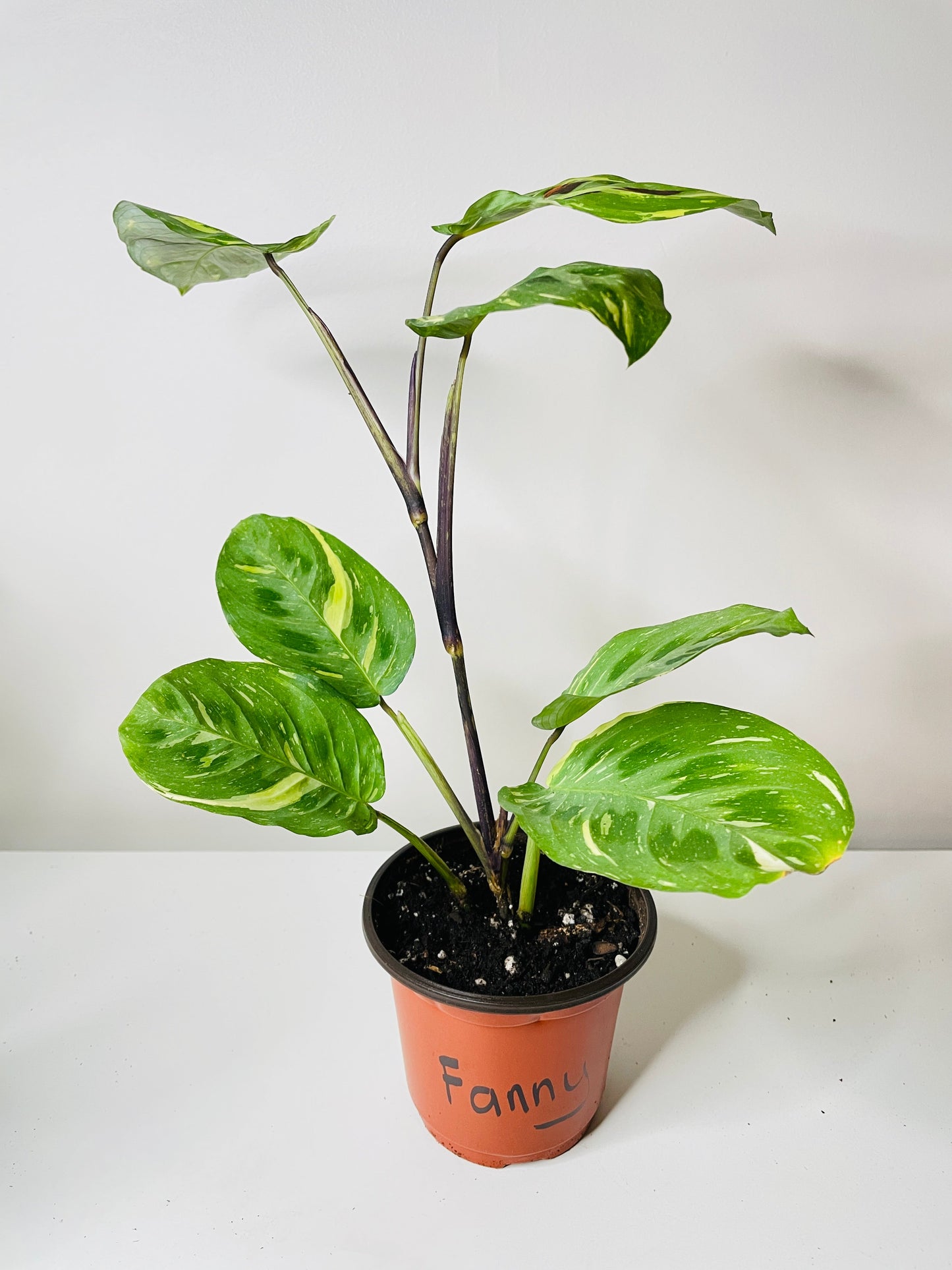 Variegated Maranta Leuconeura Kerchoveana by Bumble Plants