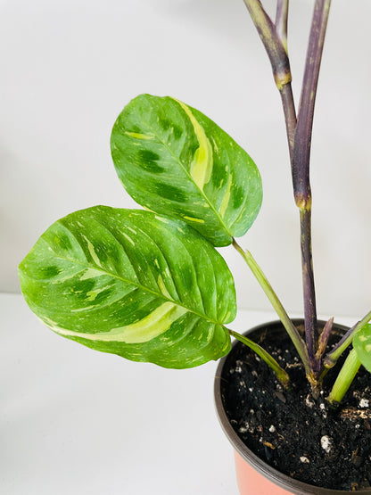 Variegated Maranta Leuconeura Kerchoveana by Bumble Plants