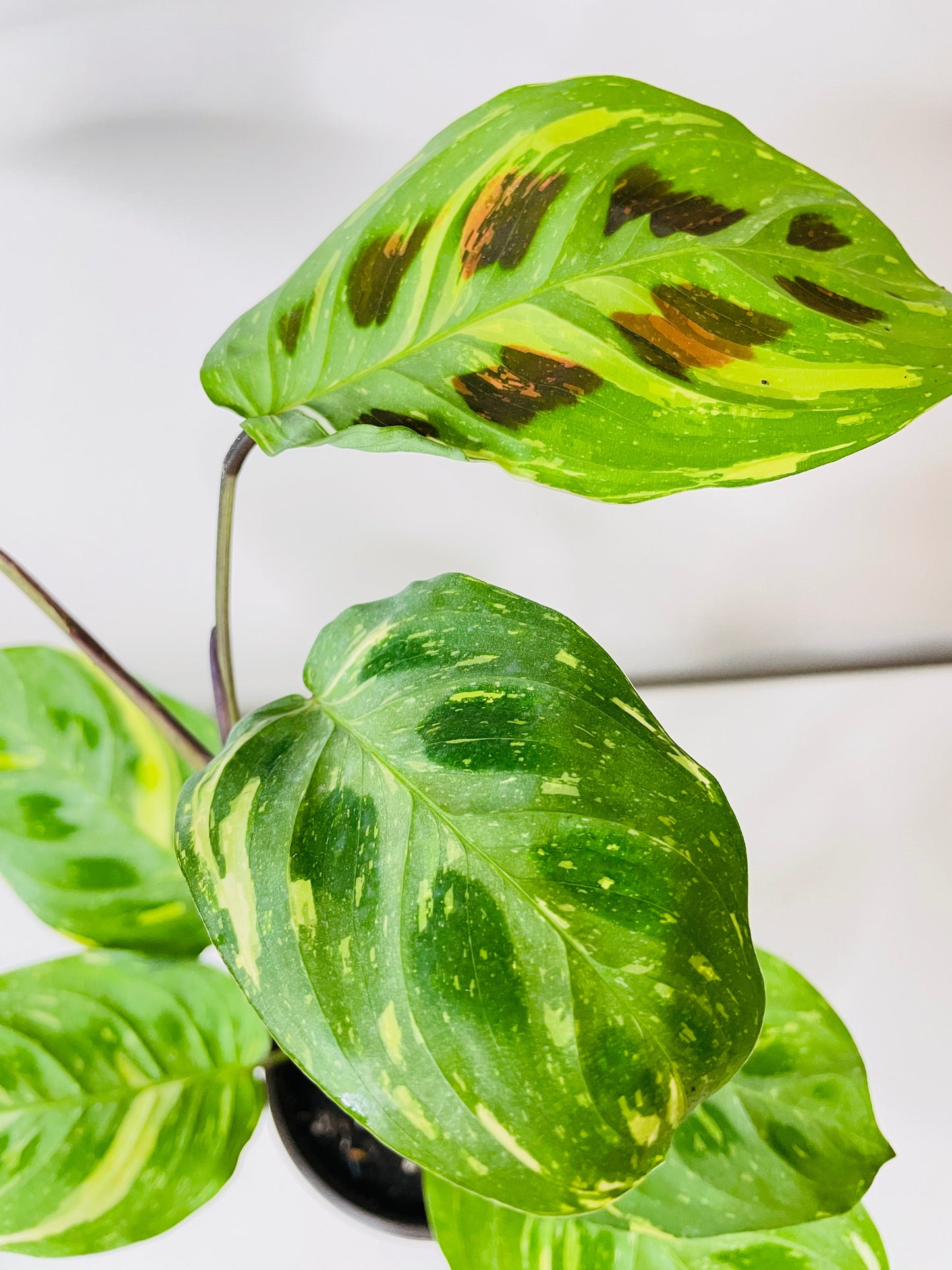 Variegated Maranta Leuconeura Kerchoveana by Bumble Plants