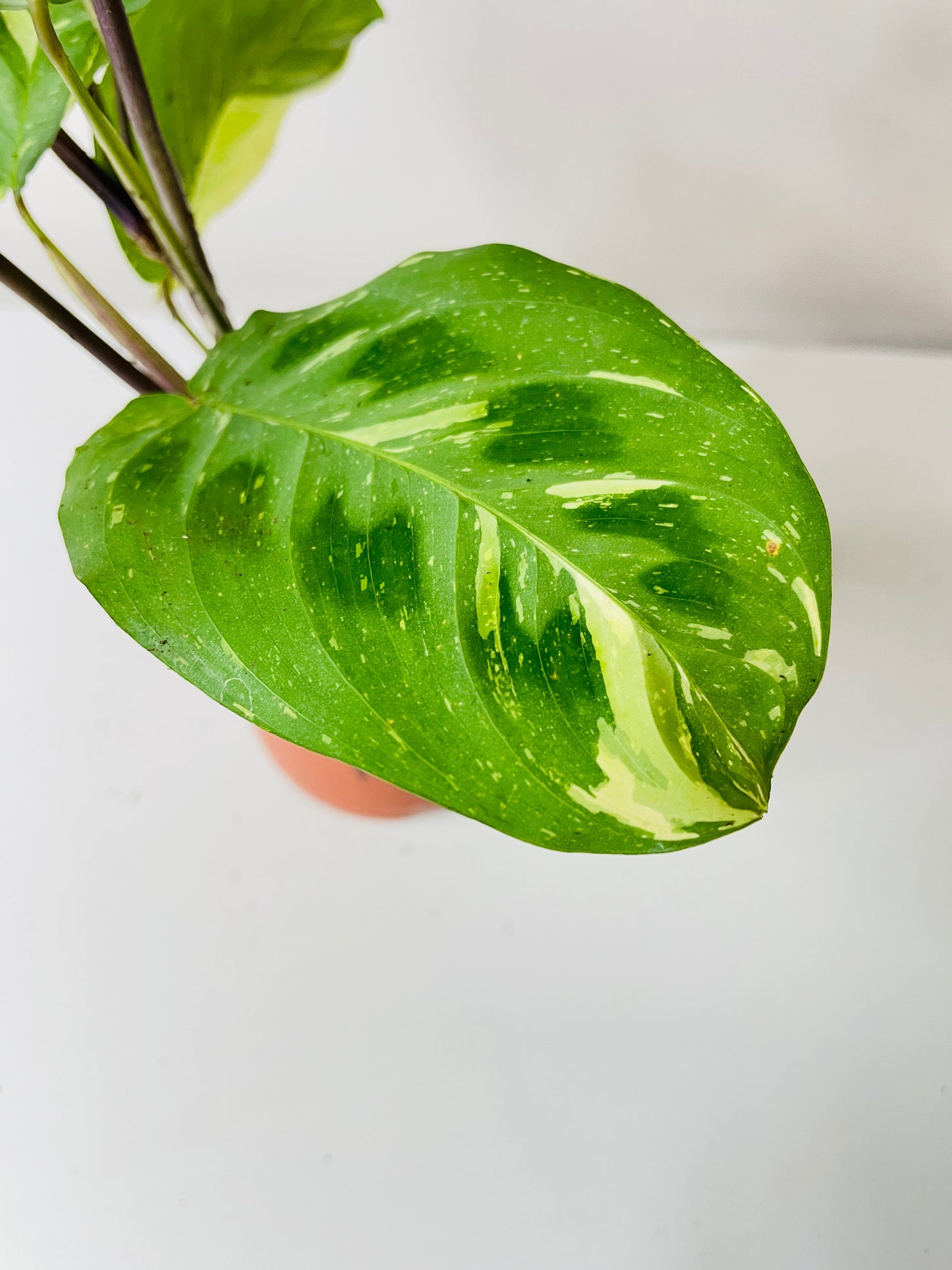 Variegated Maranta Leuconeura Kerchoveana by Bumble Plants