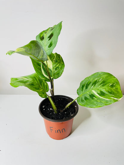 Variegated Maranta Leuconeura Kerchoveana by Bumble Plants