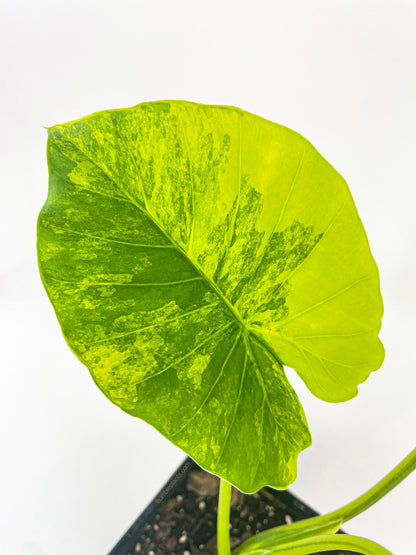 Variegated Alocasia Gageana Aurea by Bumble Plants