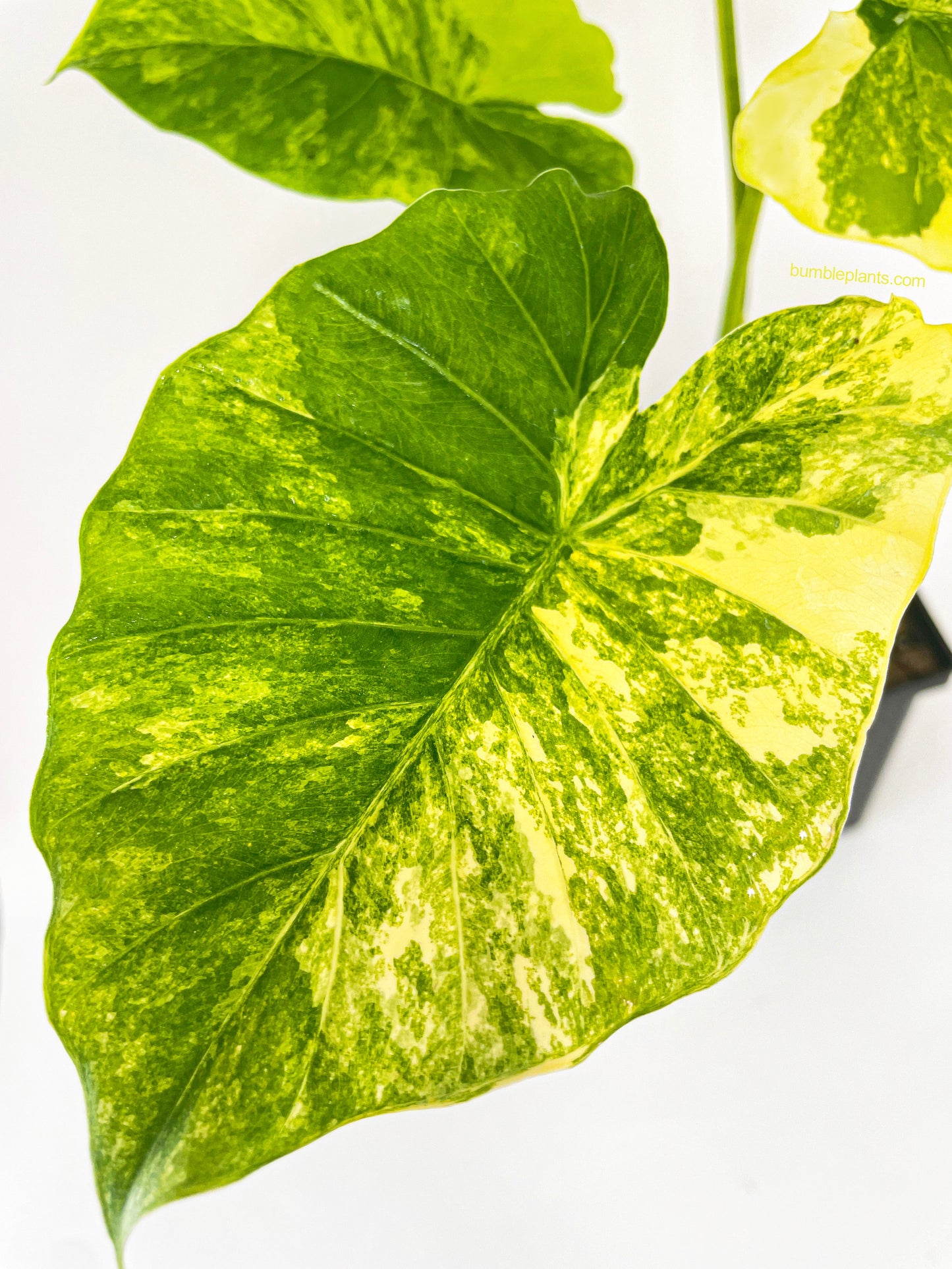 Variegated Alocasia Gageana Aurea by Bumble Plants