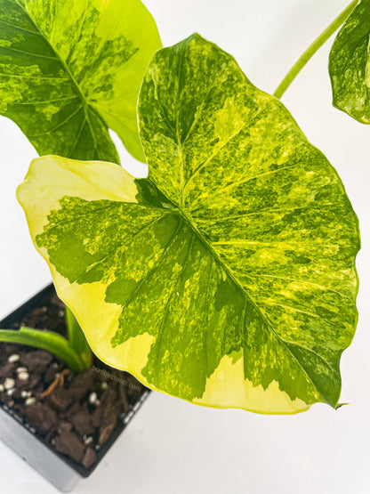 Variegated Alocasia Gageana Aurea by Bumble Plants