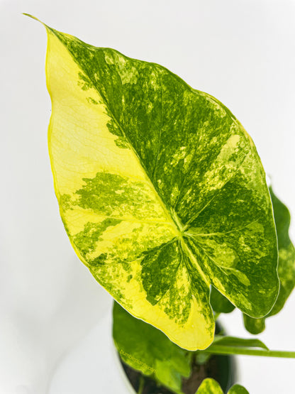 Variegated Alocasia Gageana Aurea by Bumble Plants